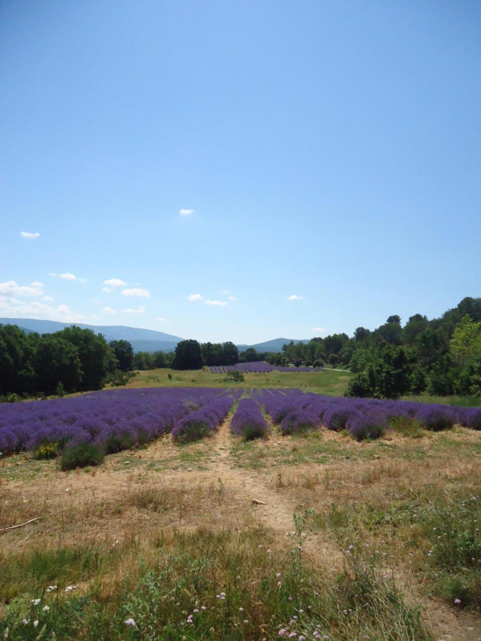 Le Lavandin Lorgues Exterior foto