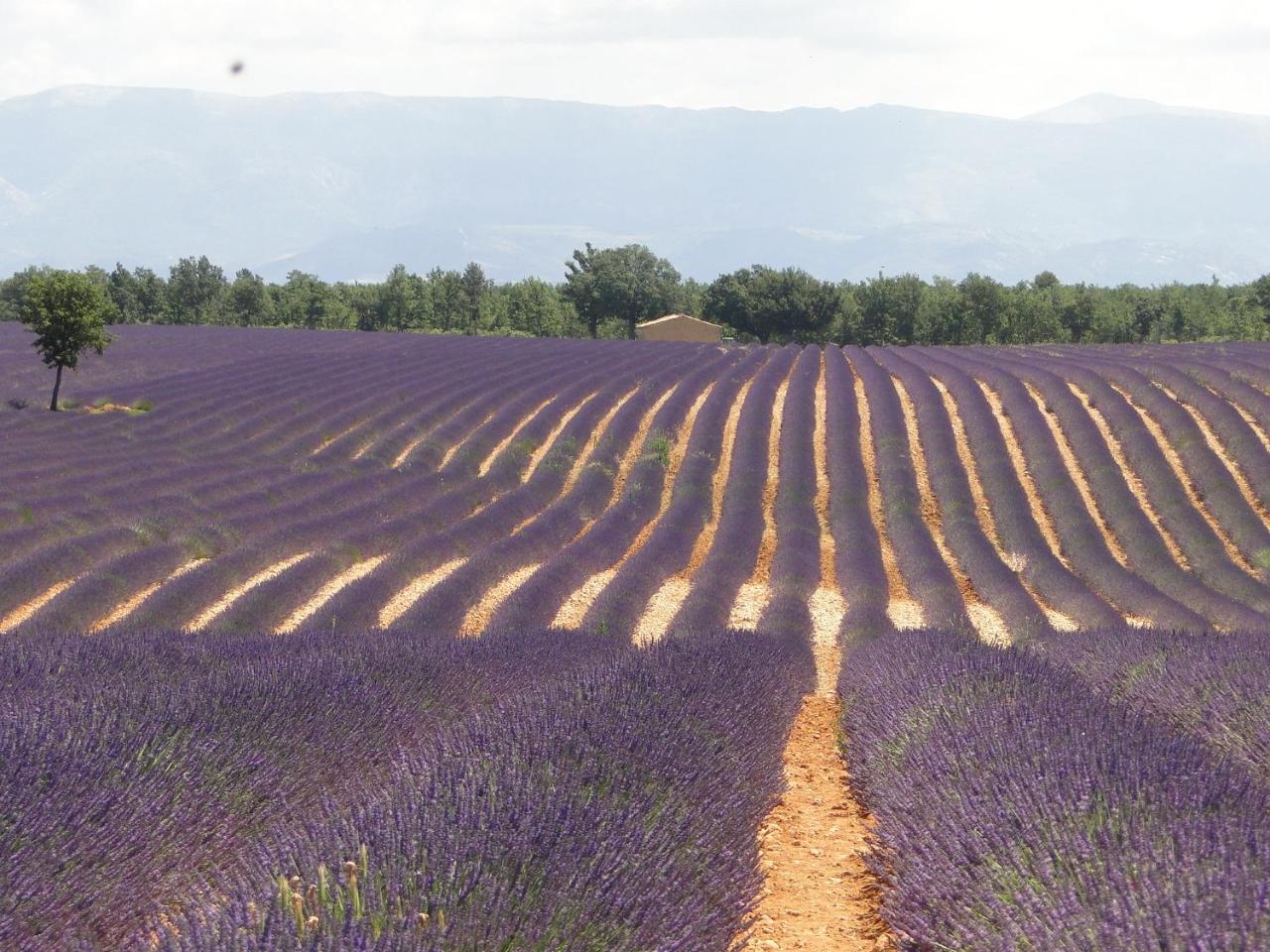 Le Lavandin Lorgues Exterior foto